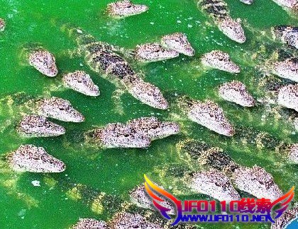 南京千条鳄鱼出水面