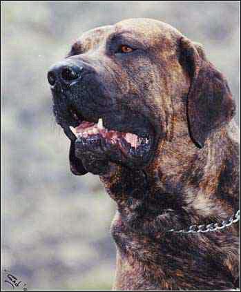 巴西ç’犬