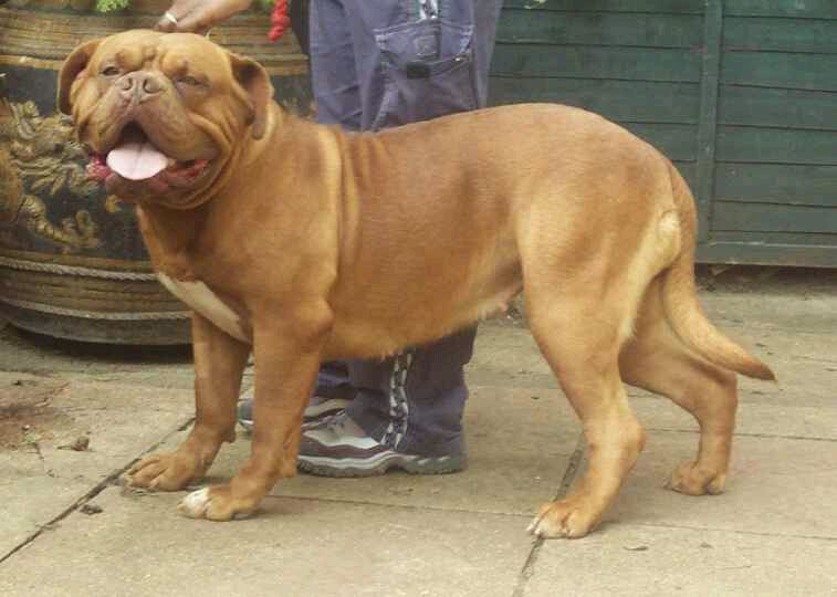 法国波尔�Dogue de Bordeaux)