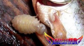 鲫鱼腹中惊现异Ş生物