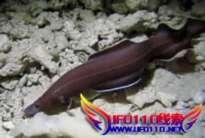 U学家发现新U太qx鳗鱼（活化石??