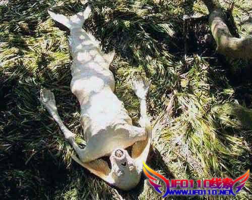 也不知道真的假的,这大千世界,这未知生物肯定不了…?#13;