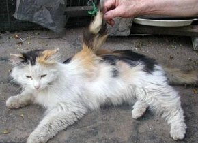 四川长翅膀的猫