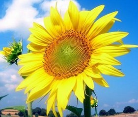 最贪睡的植物太阌