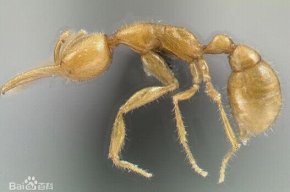 zd石生物火星蚂
