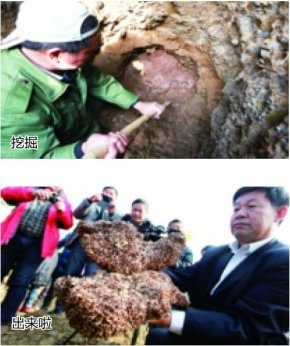 合肥挖出白蚁王国巢穴似宫D超50斤重